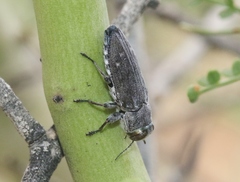 Chrysobothris edwardsii