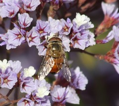 Copestylum haagii