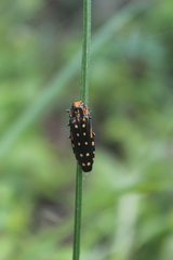 Agrilus grandis