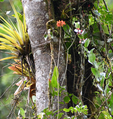 Epidendrum cochlidium