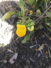 Calceolaria glandulosa