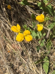 Calceolaria glandulosa