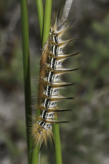 Striphnopteryginae