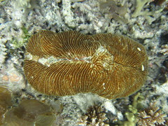 Ctenactis