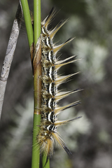 Striphnopteryginae