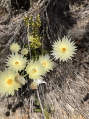 Syncarpha speciosissima