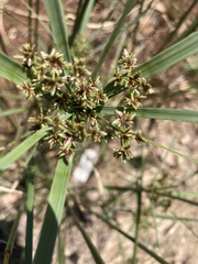 Cyperus textilis
