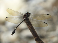 Phyllogomphoides suasus