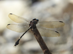 Phyllogomphoides suasus