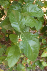 Magnoliopsida