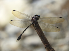 Phyllogomphoides suasus