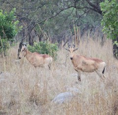 Alcelaphus buselaphus lichtensteinii
