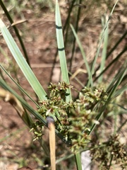 Cyperus textilis
