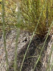 Syncarpha speciosissima