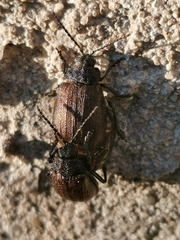Galeruca pomonae