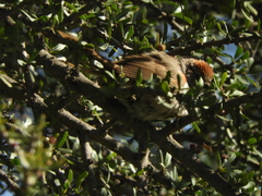 Synallaxis albescens