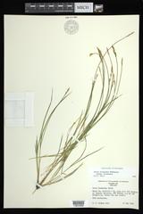 Carex bromoides bromoides