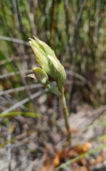 Disa draconis