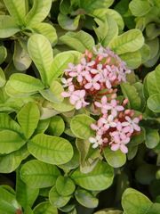 Magnoliopsida