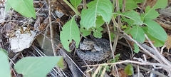 Crotalus morulus