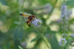 Rhynchium oculatum oculatum