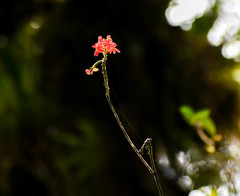 Epidendrum cochlidium