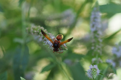 Rhynchium oculatum oculatum