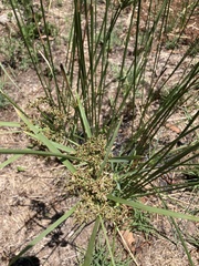 Cyperus textilis