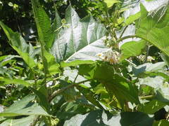 Solanum lhotskyanum