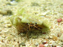 Dardanus scutellatus