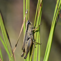 Dichromorpha elegans