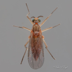 Lestremiinae