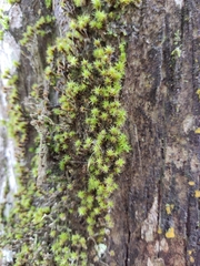 Bryophyta