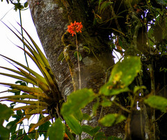 Epidendrum cochlidium