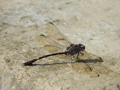 Phyllogomphoides suasus