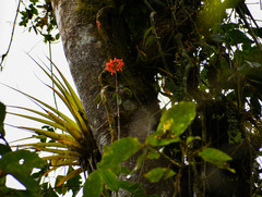 Epidendrum cochlidium