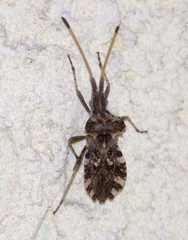 Centrocoris variegatus