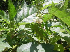 Solanum lhotskyanum
