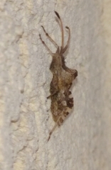 Centrocoris variegatus