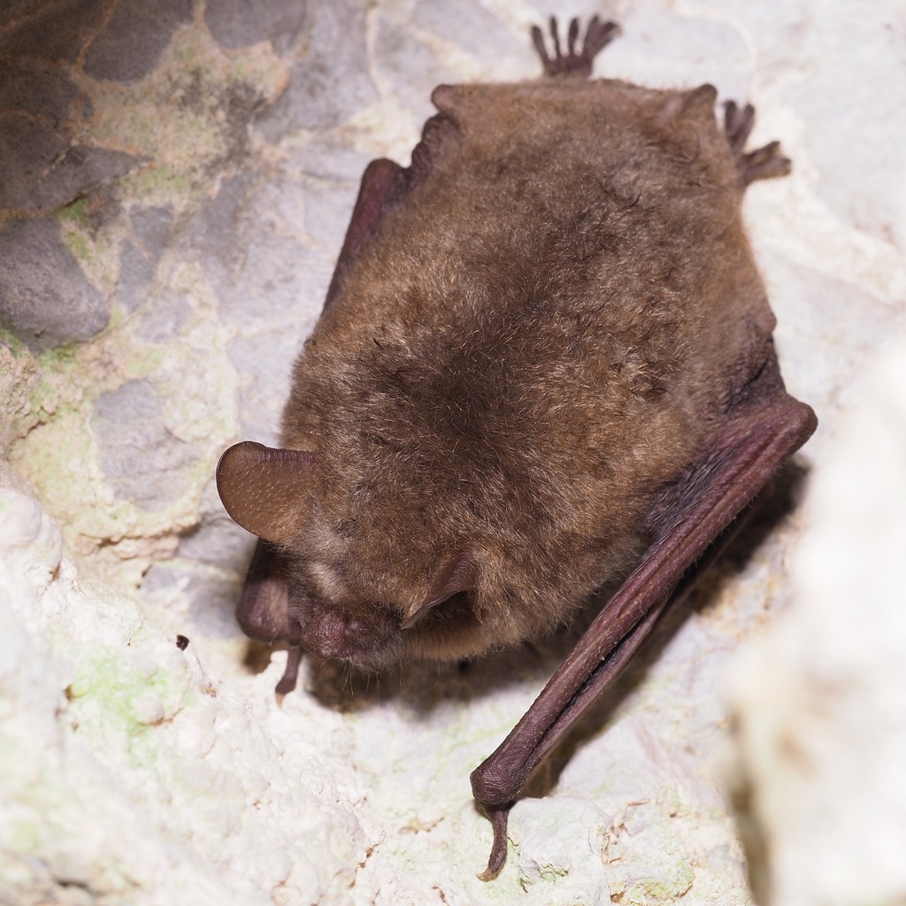 Geoffroy's Bat (Myotis emarginatus) - Know Your Mammals
