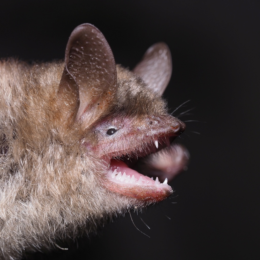 Geoffroy's Bat (Myotis emarginatus) - Know Your Mammals