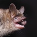 Geoffroy's Bat - Photo (c) Jakob Fahr, some rights reserved (CC BY-NC), uploaded by Jakob Fahr