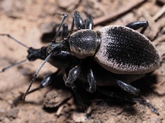 Otiorhynchus vehemens