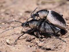 Otiorhynchus vehemens