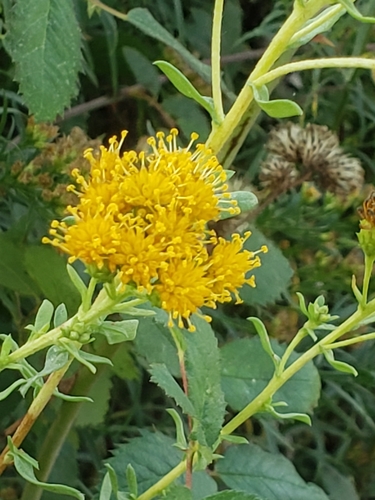 iNaturalist observation photo of Coastal Goldenbush