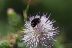 Stelis punctulatissima