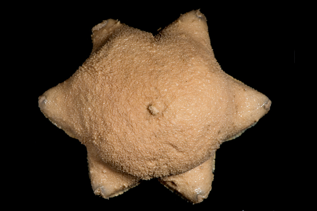 Obscure cushion star
