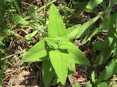 Salvia sagittata