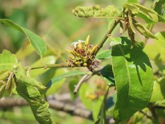 Landolphia kirkii