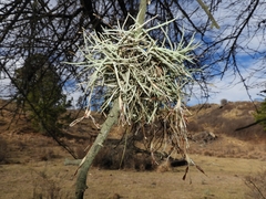 Tillandsia virescens